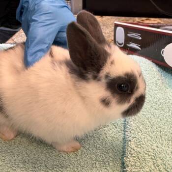 Pierre -  Hotot Rabbit for Adoption in San Diego, California - Pierre | PetCurious