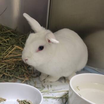 Jojo -  Florida White Rabbit for Adoption in Westminster, California - Jojo | PetCurious