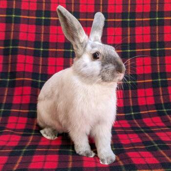 Lionhead and Lilac Rabbits Available for Adoption in Antioch, California - Achilles | PetCurious