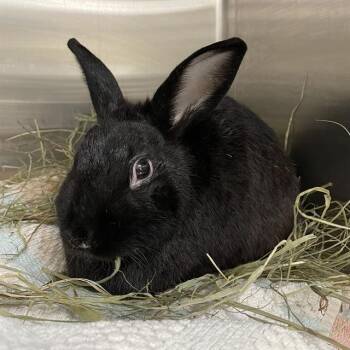 American Rabbits Available for Adoption in Barnstable, Massachusetts - SIR LANCELOT | PetCurious