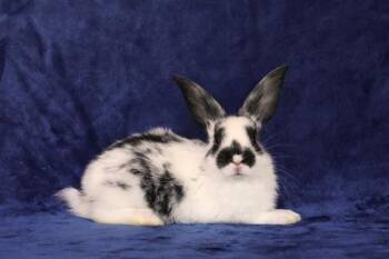 Edhoe -  English Spot Rabbit for Adoption in Santa Cruz, California - Edhoe | PetCurious