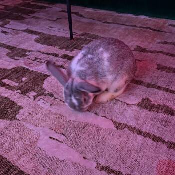 Hank -  English Spot and Holland Lop Rabbit for Adoption in The Woodlands, Texas - Hank | PetCurious
