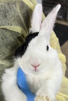 Rescue Bunny Rabbit Rabbits for Adoption in Fort Worth, Texas - Turbo | PetCurious