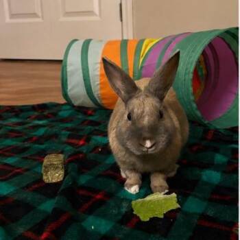 American Rabbits Available for Adoption in Portland, Oregon - Snickers | PetCurious