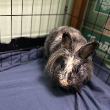 Astrid -  Lionhead Rabbit for Adoption in Davenport, Iowa - Astrid | PetCurious