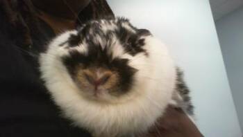OREO -  Bunny Rabbit Rabbit for Adoption in Charlotte, North Carolina - OREO | PetCurious