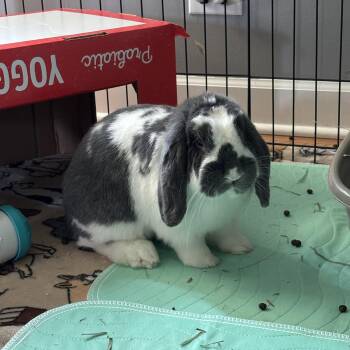 Rescue New Zealand Rabbits for Adoption in Willowbrook, Illinois - Diablo | PetCurious