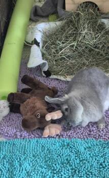 Megumi -  Polish and Dwarf Rabbit for Adoption in Wekiwa Springs, Florida - Megumi | PetCurious