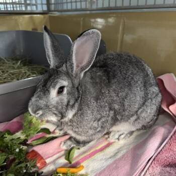 Casper -  American Rabbit for Adoption in Reisterstown, Maryland - Casper | PetCurious
