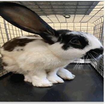 Ceasar -  Lop Eared Rabbit for Adoption in Tampa, Florida - Ceasar | PetCurious