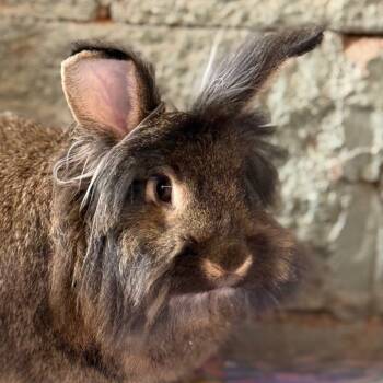 Rescue Lionhead Rabbits for Adoption in Kanab, Utah - Hopkins | PetCurious