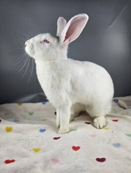 Jupiter -  Cinnamon Rabbit for Adoption in San Antonio, Texas - Jupiter | PetCurious