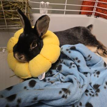 Truffle -  Bunny Rabbit Rabbit for Adoption in Davenport, Iowa - Truffle | PetCurious