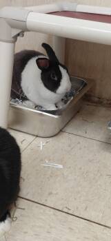 Rescue Dutch Rabbits for Adoption in Cincinnati, Ohio - Milo | PetCurious