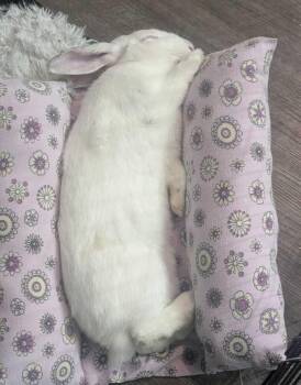 Sid -  Californian Rabbit for Adoption in Melbourne, Florida - Sid | PetCurious