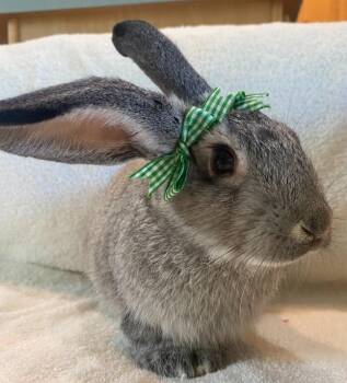 Rescue Chinchilla Rabbits for Adoption in Columbia, Maryland - Apple Jack | PetCurious