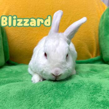 Rescue Bunny Rabbit Rabbits for Adoption in Roseville, California - Blizzard | PetCurious