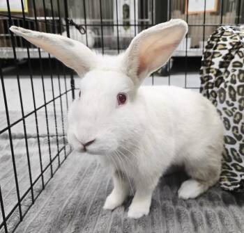 James Bund -  American and New Zealand Rabbit for Adoption in Oakland, California - James Bund | PetCurious