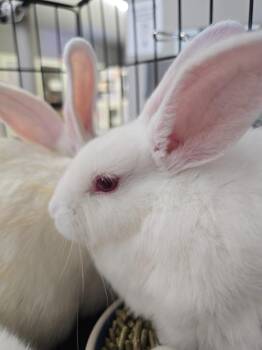 Ellis -  Bunny Rabbit Rabbit for Adoption in Cincinnati, Ohio - Ellis | PetCurious
