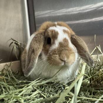 Thumper -  Holland Lop Rabbit for Adoption in San Diego, California - Thumper | PetCurious