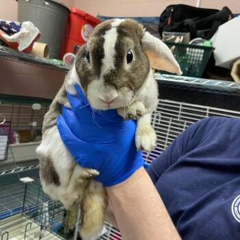 New Zealand Rabbits Available for Adoption in Teterboro, New Jersey - Donkey | PetCurious