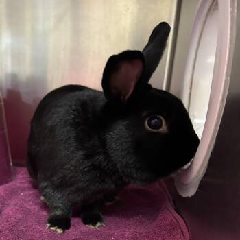 Liquorice -  Havana Rabbit for Adoption in Cheyenne, Wyoming - Liquorice | PetCurious