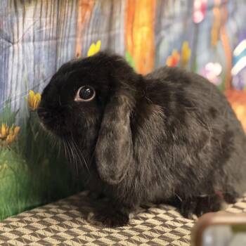 Mini Lop Rabbits Available for Adoption - Cordelia | PetCurious