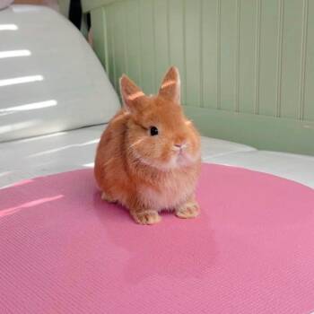 Coco -  Netherland Dwarf Rabbit for Adoption in Pasadena, California - Coco | PetCurious