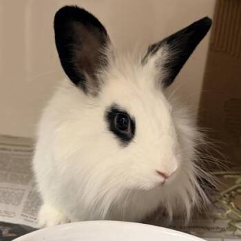 Bunny Rabbit and Dwarf Rabbits Available for Adoption - Checkers | PetCurious