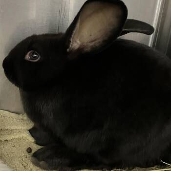 New Zealand Rabbits Available for Adoption in Grand Rapids, Michigan - Pippin | PetCurious