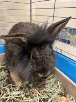 Lionhead Rabbits Available for Adoption in West Valley City, Utah - BABS | PetCurious