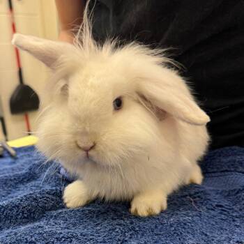 Lionhead Rabbits Available for Adoption - Droopy | PetCurious