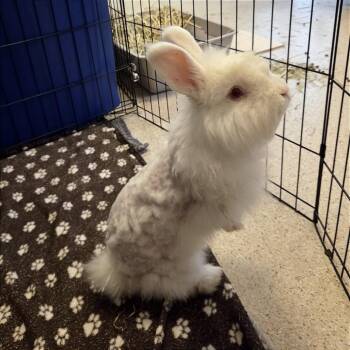 Snowball -  Bunny Rabbit Rabbit for Adoption in Murray, Utah - Snowball | PetCurious