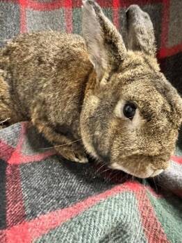GRAMPS -  Bunny Rabbit Rabbit for Adoption in Anchorage, Alaska - GRAMPS | PetCurious