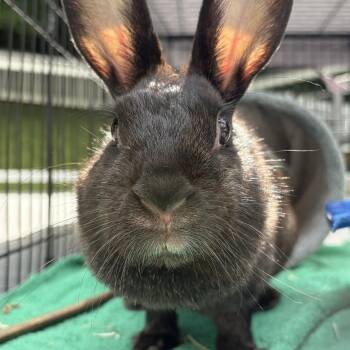 Jett -  Rex Rabbit for Adoption in Andover, Connecticut - Jett | PetCurious