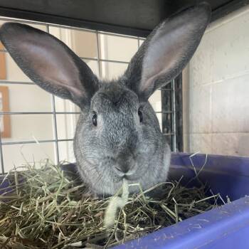 Rowena -  Bunny Rabbit Rabbit for Adoption in West Des Moines, Iowa - Rowena | PetCurious