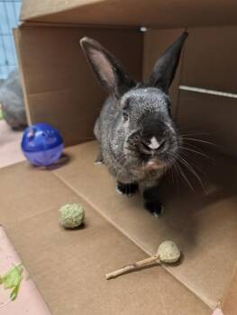 American Rabbits Available for Adoption in Sechelt, British Columbia - Michael | PetCurious