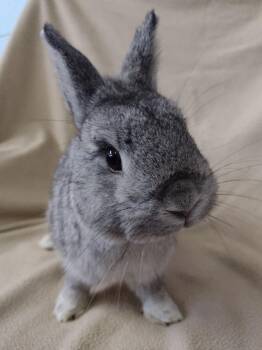 Static -  Netherland Dwarf Rabbit for Adoption in Plymouth, Michigan - Static | PetCurious