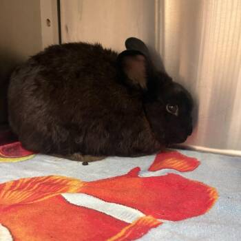 Rabbit Downey Jr. -  Netherland Dwarf Rabbit for Adoption in Windsor, Virginia - Rabbit Downey Jr. | PetCurious