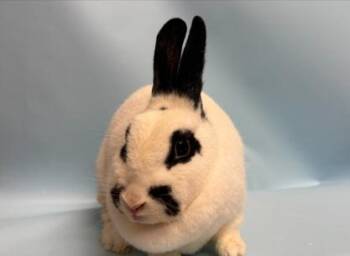 Hershal -  Bunny Rabbit Rabbit for Adoption in Minneapolis, Minnesota - Hershal | PetCurious