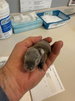 Bunny Rabbit Rabbits Available for Adoption in Santa Cruz, California - Tiny Baby Bunny 7 Days | PetCurious