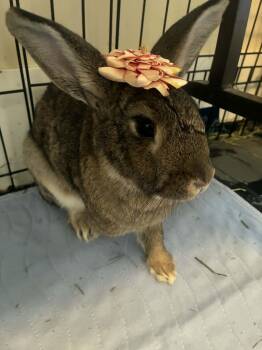 Bunny Rabbit Rabbits Available for Adoption - Cheeky (South Surrey) | PetCurious