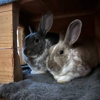 Rescue English Spot Rabbits for Adoption in Seymour, Connecticut - Ripley & Dani | PetCurious