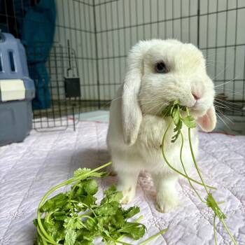 Nova -  Holland Lop Rabbit for Adoption in Ferndale, Washington - Nova | PetCurious