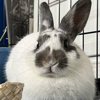 Pizzelle -  Bunny Rabbit Rabbit Available for Adoption in Wilmington, Delaware - Pizzelle | PetCurious