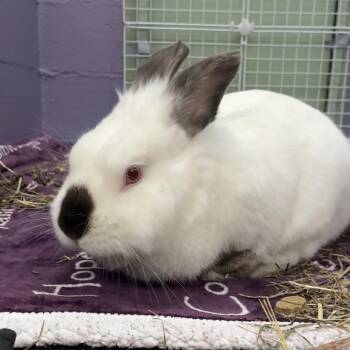 Californian and Lionhead Rabbits Available for Adoption - Boscoe | PetCurious