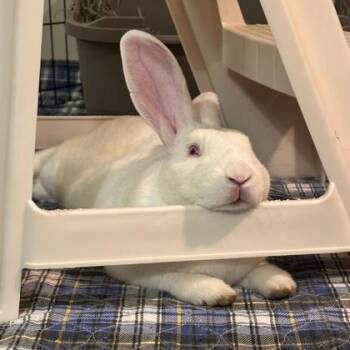 Ralph -  New Zealand and Bunny Rabbit Rabbit for Adoption in Wheaton, Illinois - Ralph | PetCurious