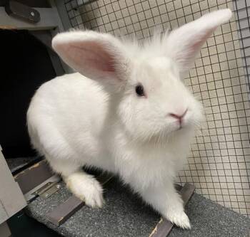 Rescue Bunny Rabbit Rabbits for Adoption in Sarasota, Florida - BUN AFFLECK | PetCurious