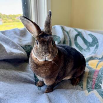 Bugs M6786 -  Mini Rex Rabbit for Adoption - Bugs M6786 | PetCurious