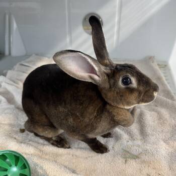 Roronoa -  Rex Rabbit for Adoption in Reisterstown, Maryland - Roronoa | PetCurious